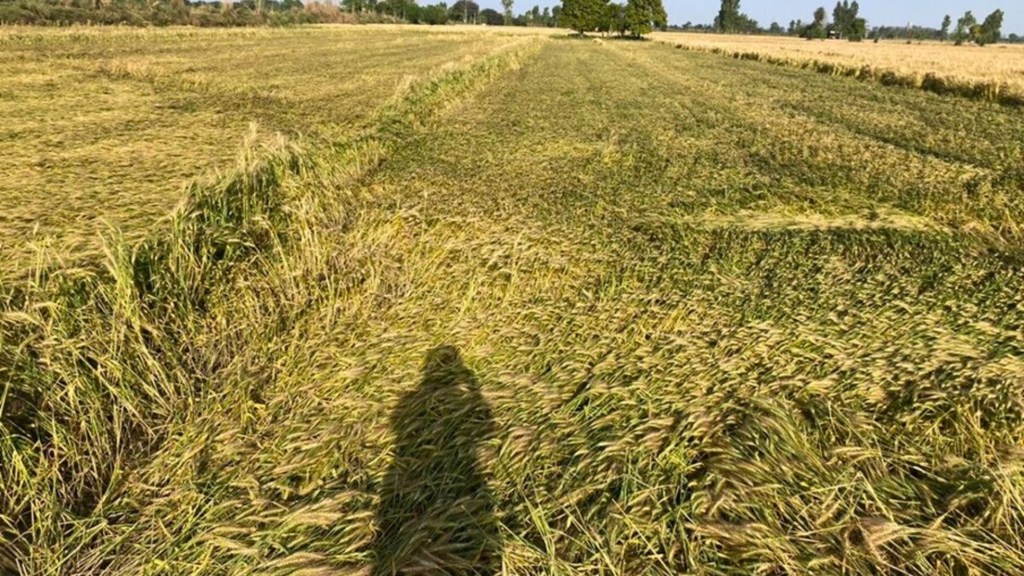 印度中央邦塞霍尔的一片农田,热浪已造成作物受损。